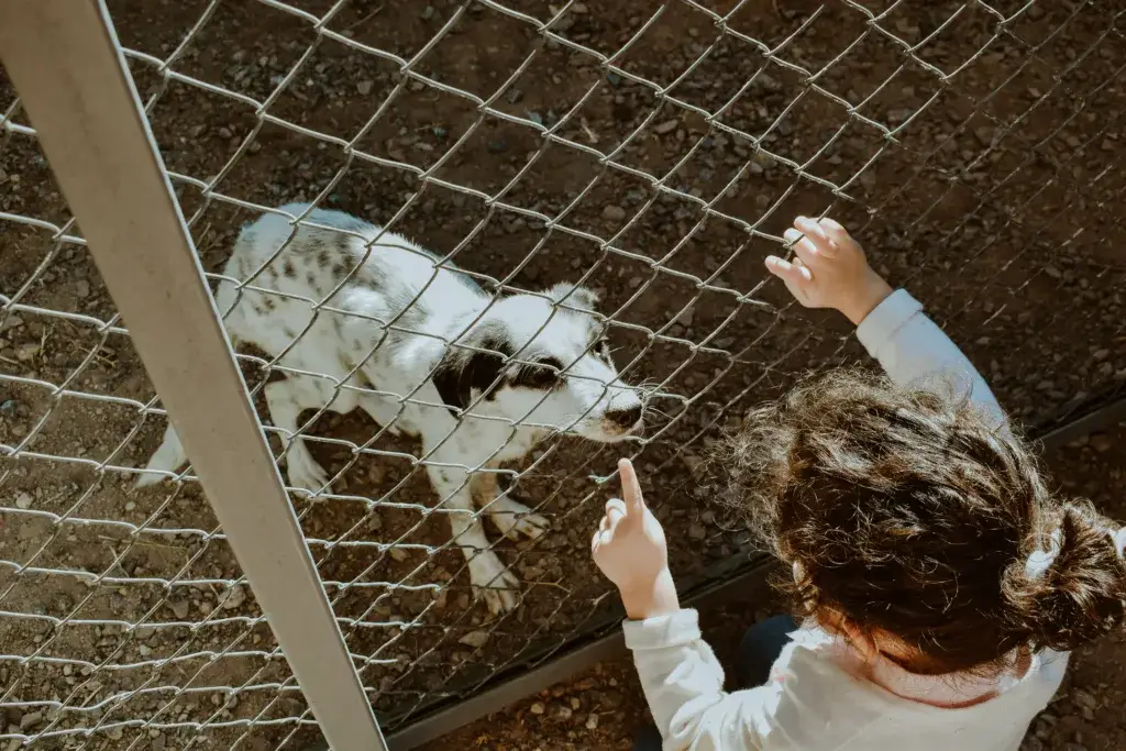 dog fence