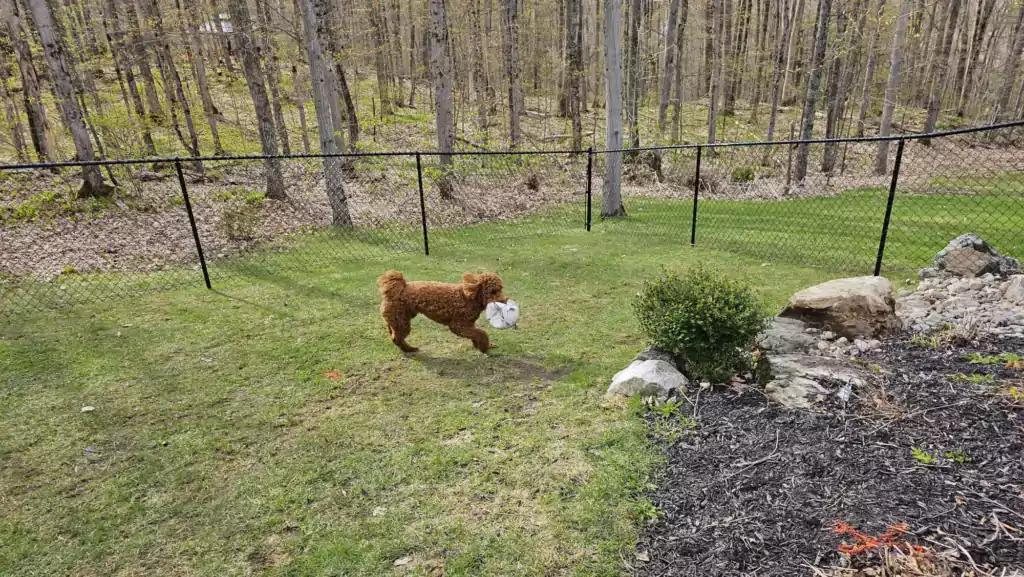 Dog Enclosure Fence by Peterborough Fences