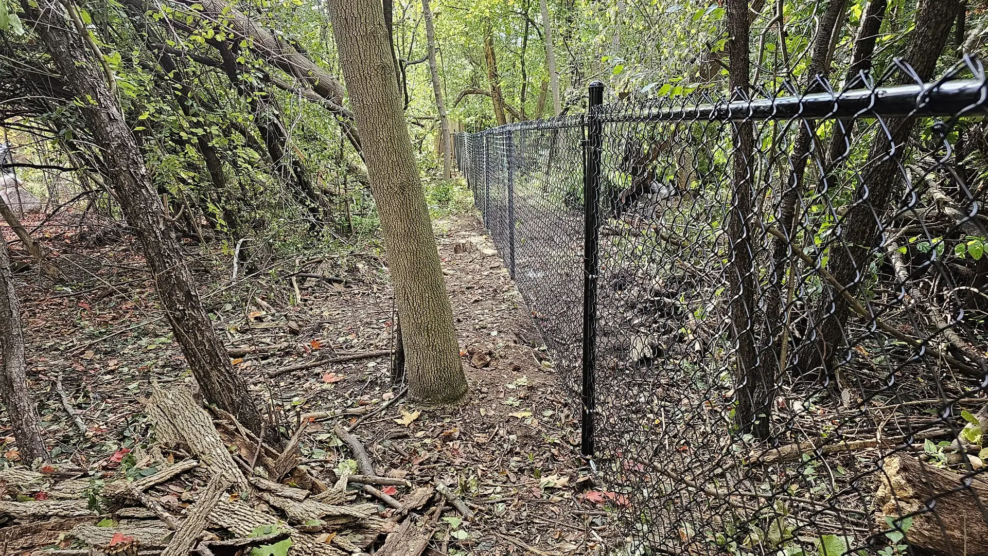 Residential Chain Link Fence in tress