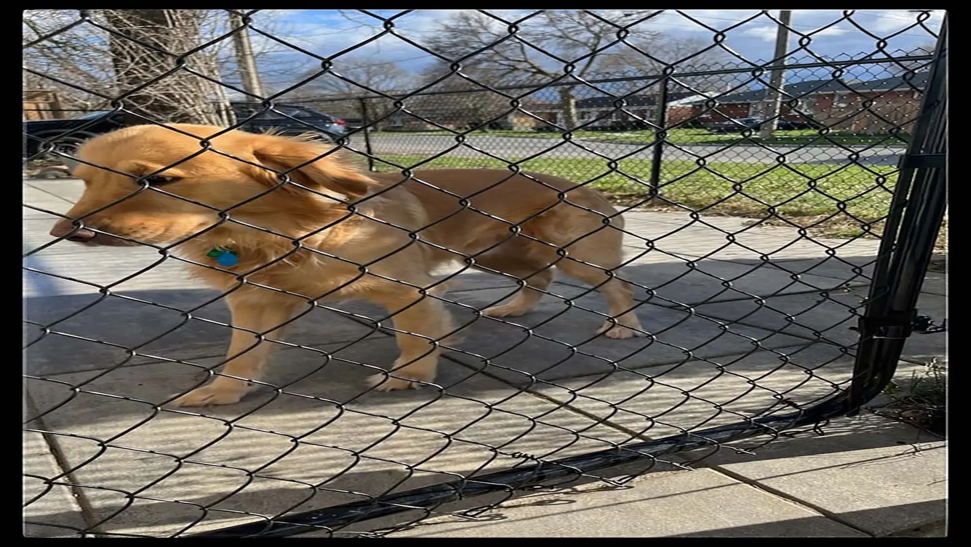 Dog Enclosure